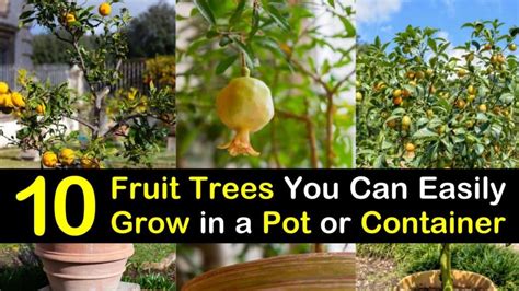 10 Fruit Trees You Can Easily Grow In A Pot Or Container