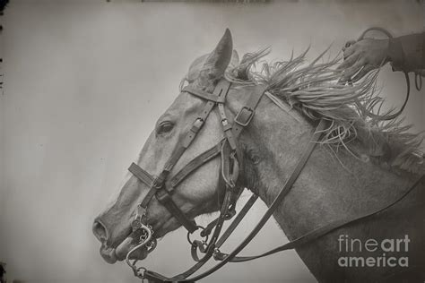 Portrait Of A War Horse Photograph By Kim Henderson Fine Art America