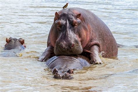 Is Hippo Milk Really Pink A Guide To The Facts And Fictions