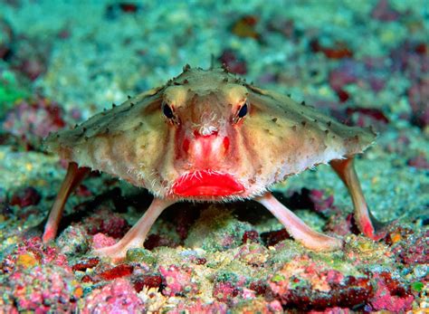 A Walking Fish With Lipstick The World Of Knowledge
