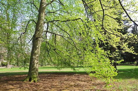 How To Grow And Care For European Beech