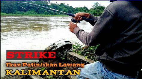 Deep fried chunks of meat or seafood such as fish or prawn slathered in a sweet and sour sauce is yet another familiar classic dish. MANCING IKAN PATIN, LAWANG KALIMANTAN - YouTube