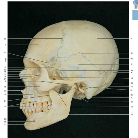 Skull Side Diagram Quizlet