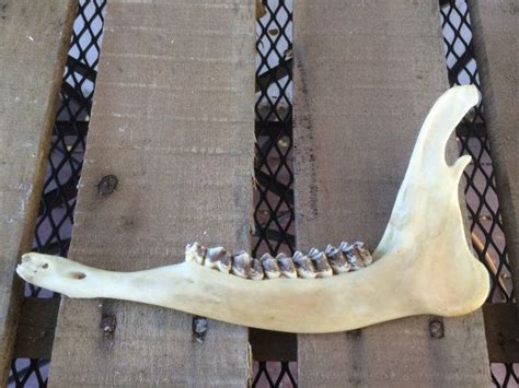 Deer Jawbone And Teeth Natural Etsy Jaw Bone Deer Great Ts