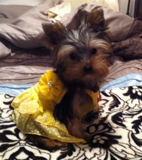 Dress Up Puppy Friends Yorkie Yorkie Poo