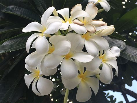Jenis Bunga Kamboja Bali