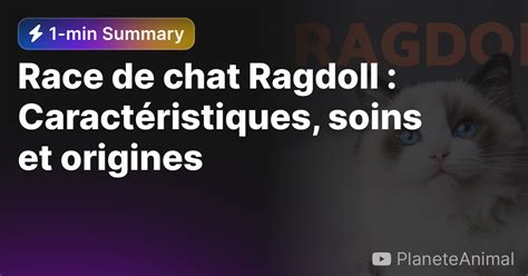 Race De Chat Ragdoll Caractéristiques Soins Et Origines — Eightify