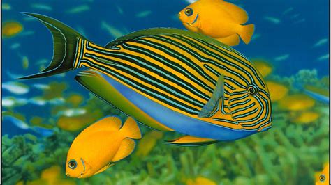 Fish Hd Wallpapers Colorful Fish Animals Animal Photography