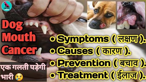 Dog Mouth Cancer Dog Mouth Tumor Tumor In Dogs Symptoms