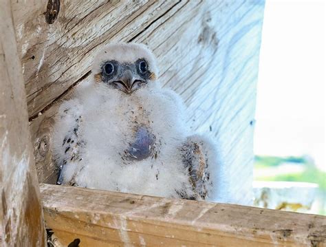 Pics And Video Peregrine Falcon Chick Hatched Atop Nyc Bridge