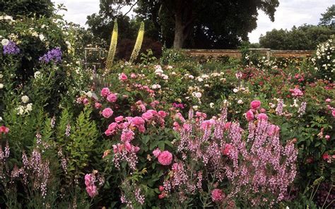 22 Mottisfont Abbey Rose Garden Ideas To Consider Sharonsable