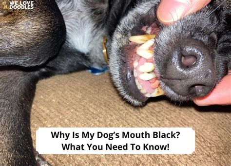 Why Is My Dogs Mouth Black What You Need To Know 2023 We Love