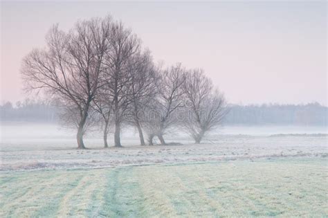 Frosty Early Morning Over A Misty Meadow With Lonely Group Of Trees