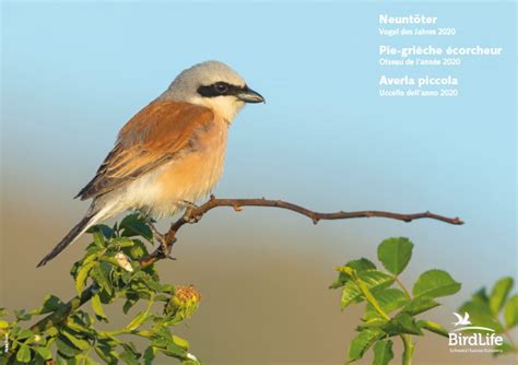 Damit waren diese naturschutzorganisationen die ersten. Poster «Vogel des Jahres 2020: Neuntöter» | BirdLife Schweiz/Suisse/Svizzera