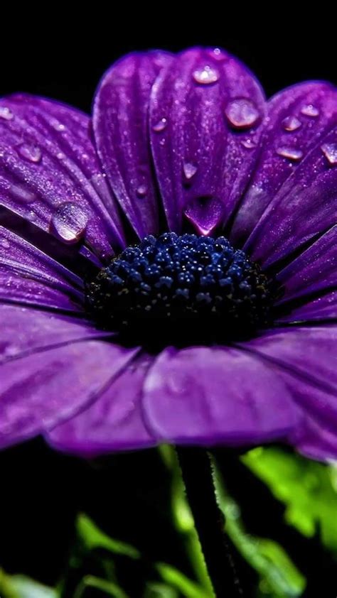 Pin By Norma Dominguez On Violeta💜rosa💗púrpura Purple Flowers