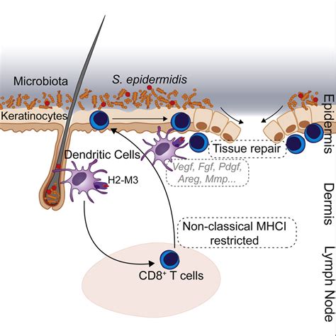 Non Classical Immunity Controls Microbiota Impact On Skin Immunity And