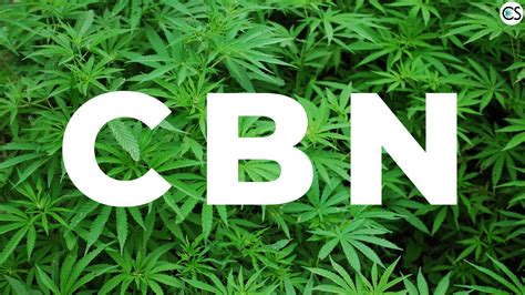 It usually comes in a glass bottle with a small dropper attached to the inside of the lid. What is CBN? (This Cannabinoid Might Be The Next Big Thing ...
