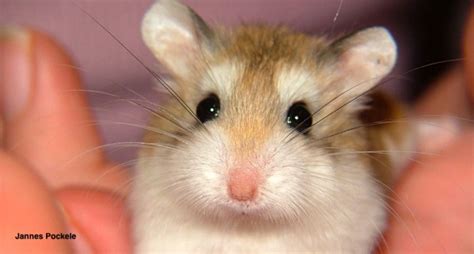 › hamster tips and care. Basic Information Sheet: Hamster | LafeberVet