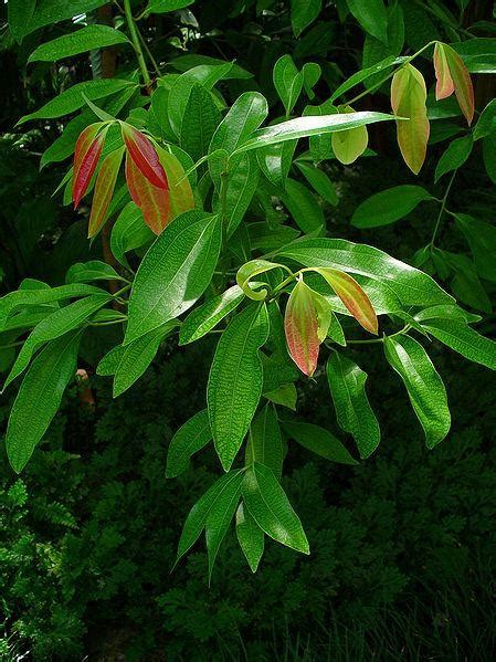 Cinnamon Leaf Cinnamomum Zeylanicum Ascent Therapies