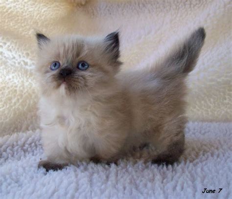 Amazingly, they can run and jump like any other cat. Baby Munchkin Cat … | Animaux mignons, Chat mignon, Chat ...