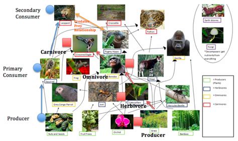 Food Chain And Food Web Tropical Rain Forest