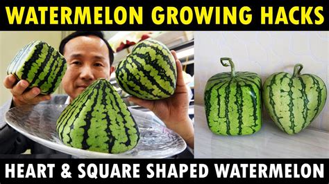 How To Grow Square And Heart Shaped Watermelon Growing Watermelon