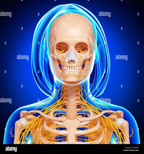Upper Jaw Front Hi Res Stock Photography And Images Alamy