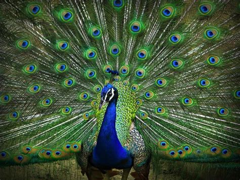 Peacock National Bird Of India Nationalpedia