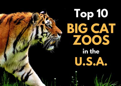 And of course, everything's big in texas. The Top 10 Big Cat Zoos in the U.S.A. | WanderWisdom