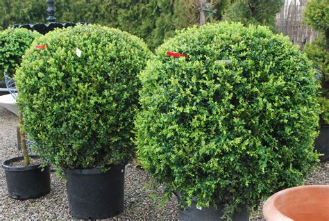 B Is For Boxwood Dirt Simple