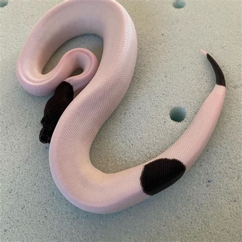 Pin By Yourcitymd On Panda Pied Ball Pythons By Joes Ball Pythons