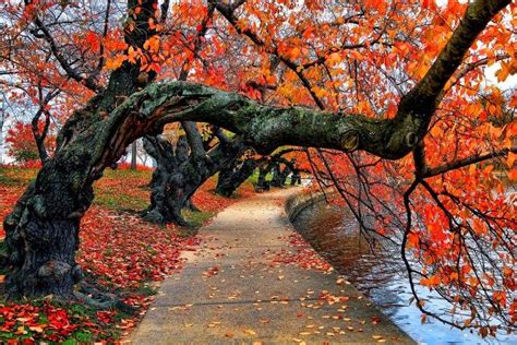 Nature Trees Fall Leaves Red Path Park Water Bench