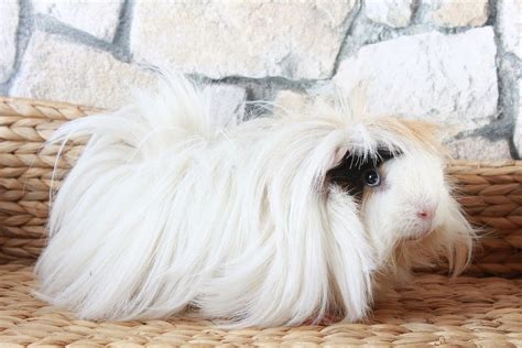 The Peruvian Guinea Pig Breed Facts And Essential Care Guide Home