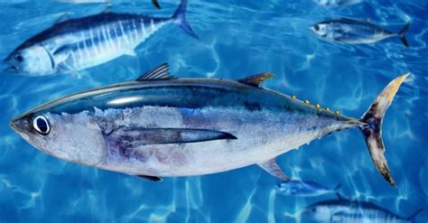 Albacore Vs Tuna Whats The Difference A Z Animals