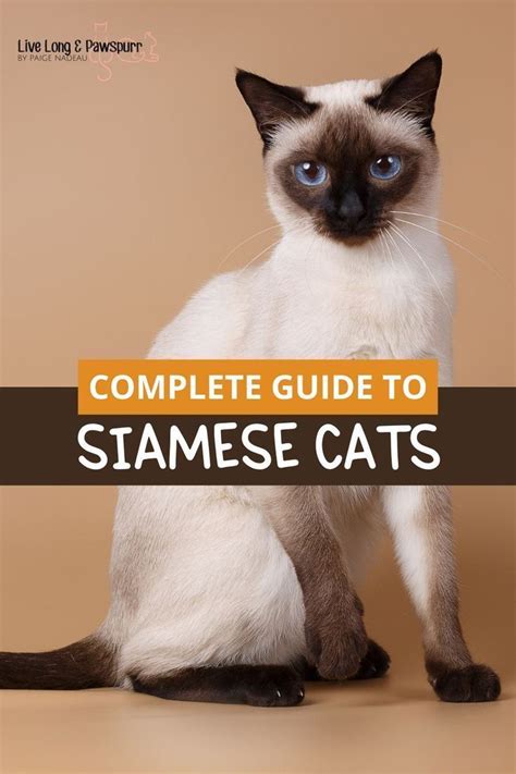 Siamese Cats Facts Siamese Kittens Cat Facts Cats And Kittens Cute