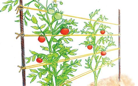 Cherry Tomato Trellis Diy Garden Plant