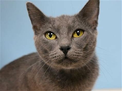 Let our adoption program help you find your every pet deserves a loving home. OUTREACH: I am available for adoption at the Cascade ...