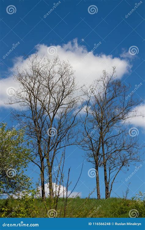 Beautiful Trees Against The Blue Sky And Clouds Stock Photo Image Of