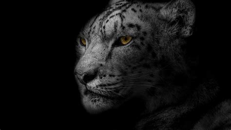 Download Wallpaper 3840x2160 Leopard Muzzle Predator
