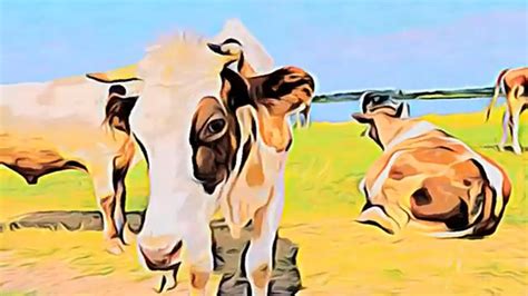 Cow Sound Effect Pictures Mooing Video Sounds Ambient Animal 2022 For