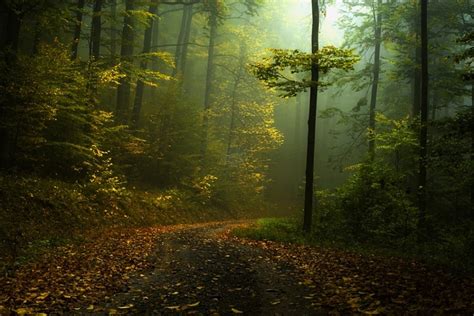 1200x802 Fall Path Mist Forest Shrubs Morning Landscape Nature Green