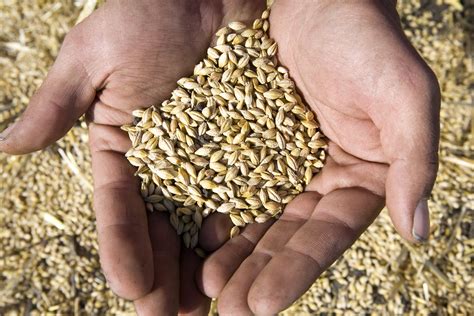 Grain In Hands Alberta Barley