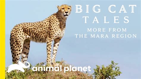 The Cheetah Big Cat Tales More From The Mara Region Youtube