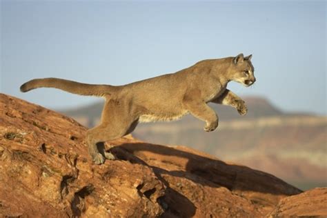 Cougar Puma Animal Wildlife