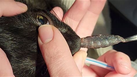 removing a big botfly maggot from a small kitten s nose part 95 nestia