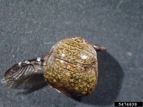 Kudzu Bug Megacopta Cribraria