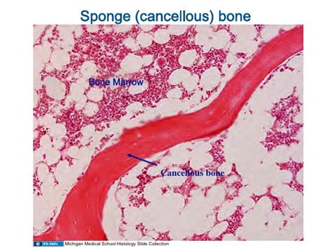 Long Bone Labeled Red Marrow Long Bone Structure And Bone Marrow