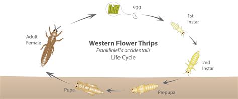 Thrips Life Cycle Biobee Canada