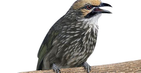 Burung murai batu dari indonesia memiliki keunikan serta ciri khas suara yang tidak dimiliki oleh burung impor dari mancanegara. Kicau Alam - Daftar Harga Burung Terbaru 2015