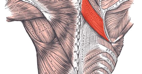 Rhomboid Major Muscles Information